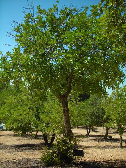 Дерево, посаженое Доней Розен в память об Олене Григоришин, на аллее Праведников в Яд Вашем