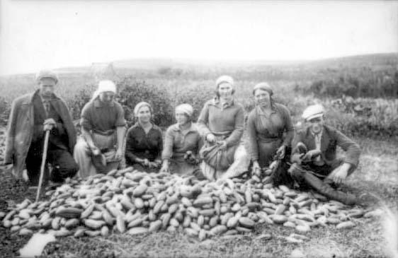 Gathering cucumbers at the training kibbutz of the &quot;Hechalutz&quot; union in Sokolka, 1934. Second from right – Sima (née Ratner) Hildesheim from Mir