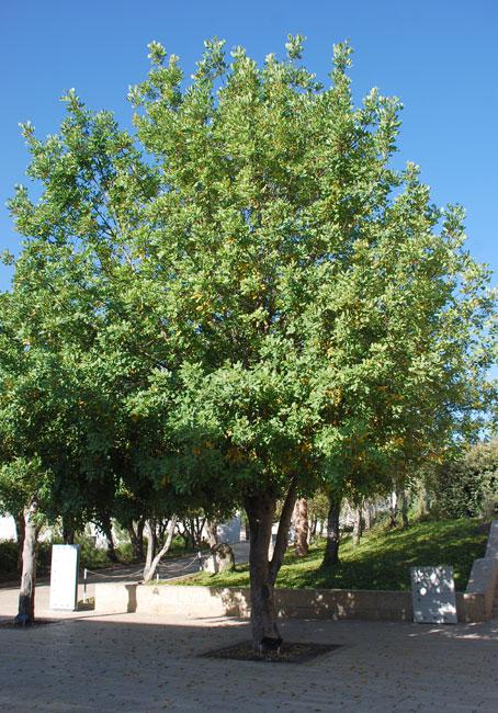 העץ לכבודה של אירנה סנדלר, יד ושם, 2010