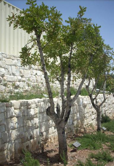 העץ לכבודו של דימיטריס ספיליאקוס, יד ושם, 2010