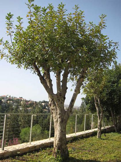 Árbol plantado en Yad Vashem, en honor al movimiento clandestino danés