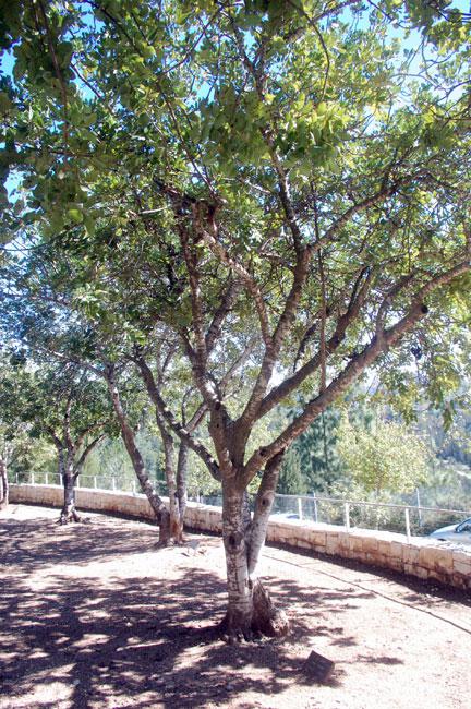 העץ לכבודו של ארמין וגנר, יד ושם, 2010