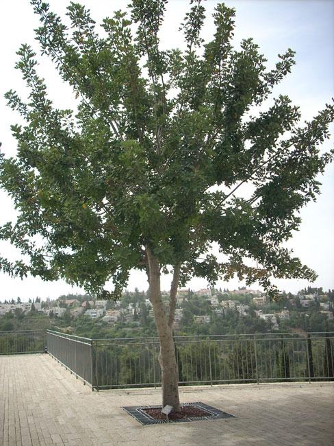 The tree in honour of Jan and Johana Lipke, Yad Vashem, 2010