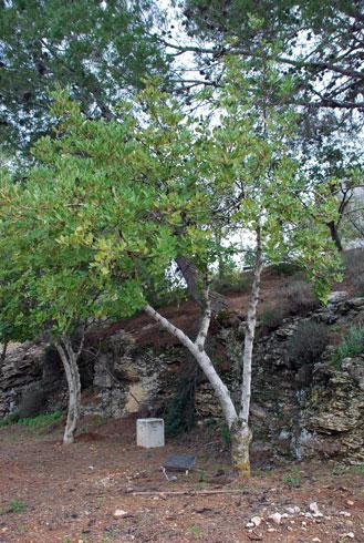 Tree of Ivan Vranetic, Yad Vashem 2010