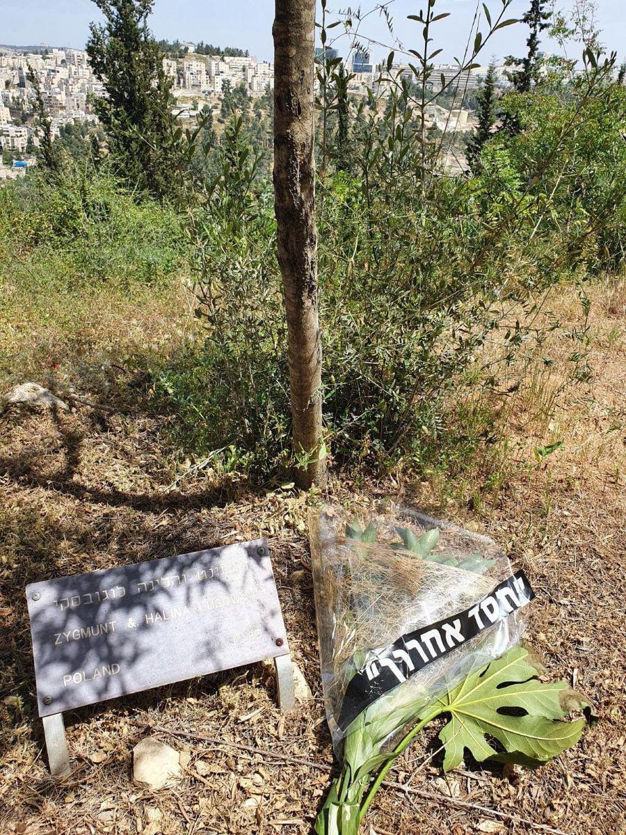 תמונת העץ הניטע בשדרת חסידי אומות העולם וזר חסד אחרון לזכרה של הלינה לוגובסקה