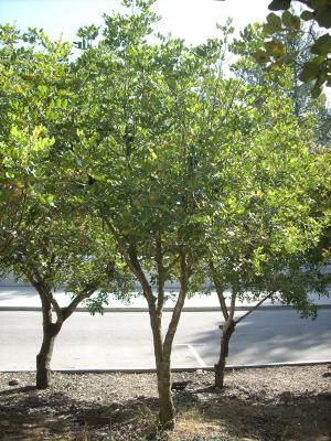 Der Baum, der zu Ehren von Albert Battel in Yad Vashem gepflanzt wurde