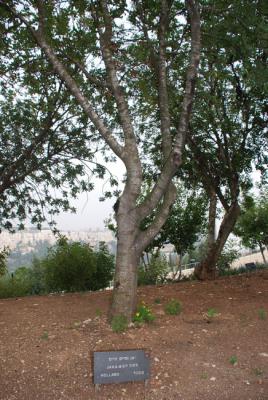 Árbol plantado por Miep y Jan Gies, Yad Vashem, 2010