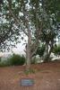 L’arbre planté en hommage à Miep et Jan Gies, Yad Vashem 2010.