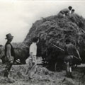 נערים בעבודה חקלאית בחוות ההכשרה של מכבי הצעיר ליד ארנסדורף