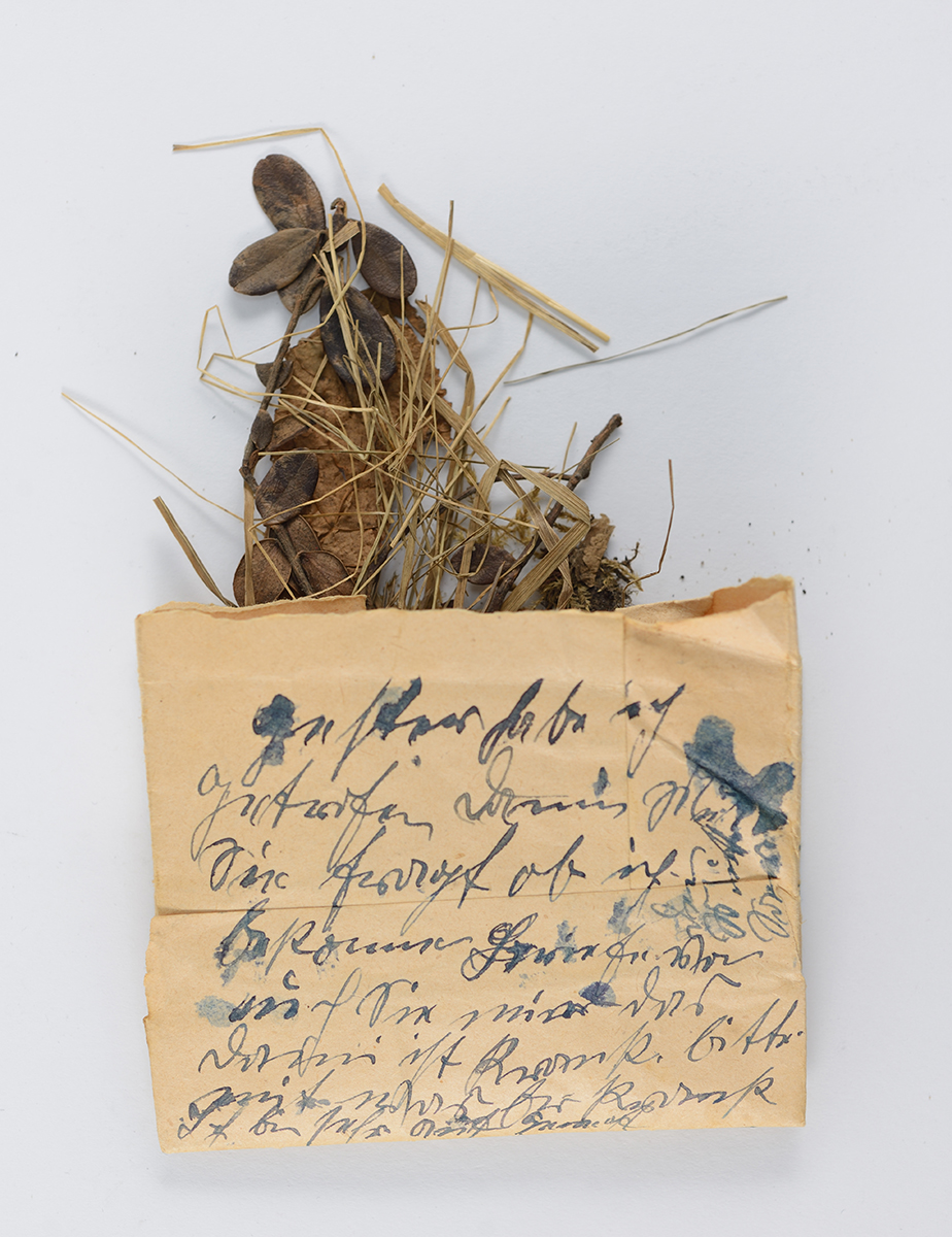 עלים מיובשים למזכרת ששלח זלמן לוינסון מריגה לדודתו אגנס הירשברג לפני המלחמה