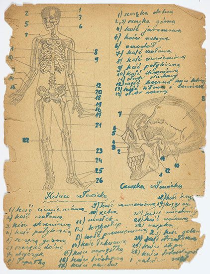Drawings copied from an anatomy textbook by young Kuba (Jack) Jaget while in hiding 