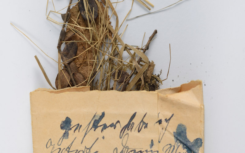 Сувенир засушенные листья, отправленный Залманом Левинсоном из Риги своей тете Агнессе Хиршберг перед войной