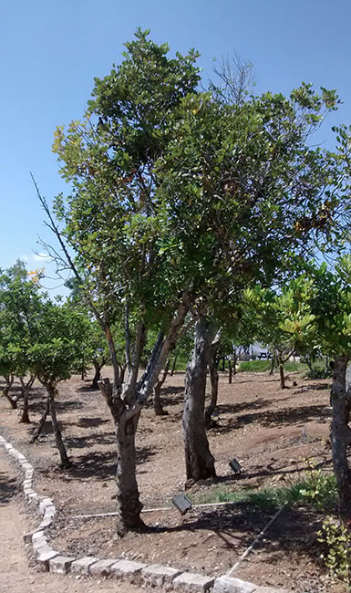 Der Baum, der zu Ehren Gerda Valentiners gepflanzt wurde. Yad Vashem, 2014