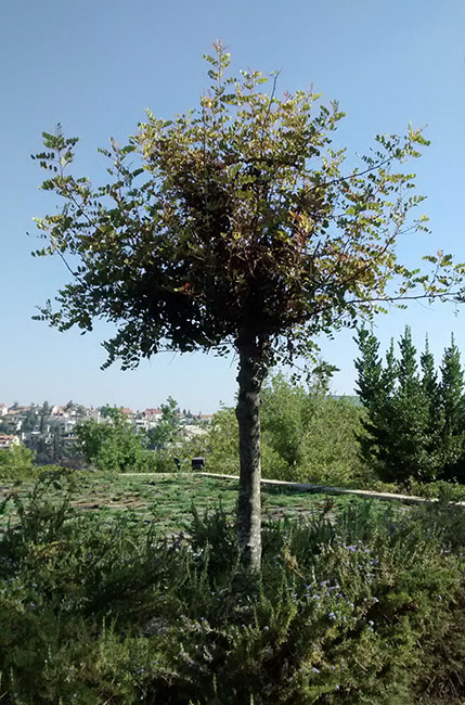 Der Baum, der zu Ehren Johan Gerard und Wilhelmina Dora Westerweels gepflanzt wurde. Yad Vashem, 2014