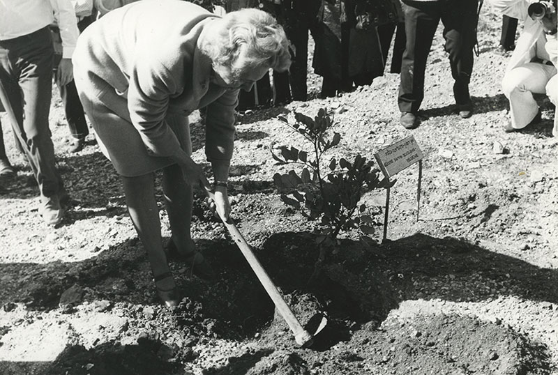 Jeanne Daman plantando un árbol en Yad Vashem, 31 de enero de 1971