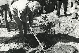 Jeanne Daman pflanzt einen Baum in Yad Vashem. 31. Januar 1971