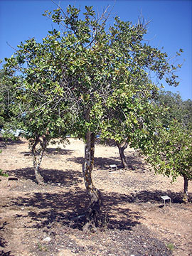 Der Baum, der zu Ehren der Gerechten unter den Völkern Jeanne Daman gepflanzt wurde. Yad Vashem, 2014