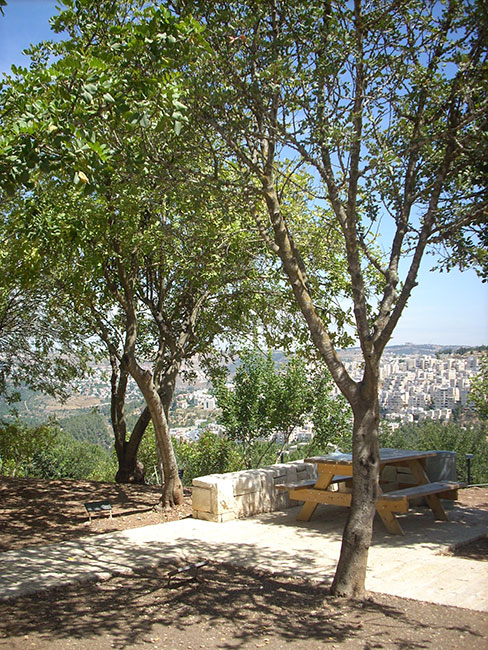 The tree planted in honor of the Righteous Among the Nations Johanna Eck. Yad Vashem, 2013