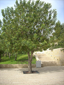 Der Baum, der zu Ehren von Irena Sendler gepflanzt wurde. Yad Vashem, 2012
