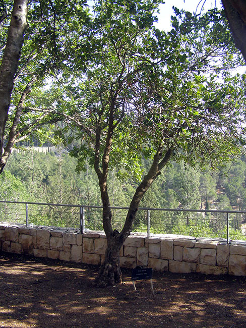 The tree planted in honor of the Righteous Among the Nations Elisabeta Strul. Yad Vashem, 2013