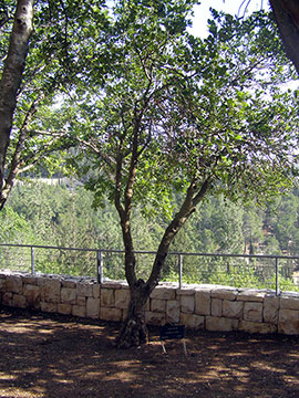 Der Baum, der zu Ehren der Gerechten unter den Völkern Elisabeta Strul. Yad Vashem, 2013