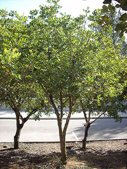 Baum der zu Ehren von Albert Battel gepflanzt wurde, Yad Vashem