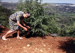 La hija de Grüninger plantando un árbol en la Avenida de los Justos, Yad Vashem