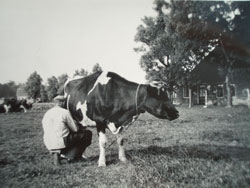 Pieter Kleibroek en train de traire une vache
