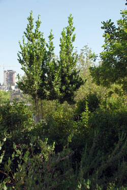 El árbol plantado en honor de la Justa de las Naciones Maria Charaszkiewicz, Yad Vashem