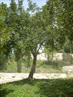 The tree planted in honor of the Righteous Among the Nations Paul & Jeanne Duysenx, Yad Vashem