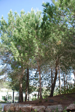 El árbol plantado en honor de la Justa de las Naciones Ilona Elias, Yad Vashem
