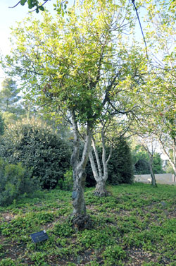 The tree planted in honor of the Righteous Among the Nations Pawel Horbaczewski, Yad Vashem
