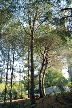 The tree planted in honor of the Righteous Among the Nations Helena Korzeniewska, Yad Vashem