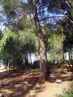The tree planted in honor of the Righteous Among the Nations Wladislaw Kowaiski, Yad Vashem