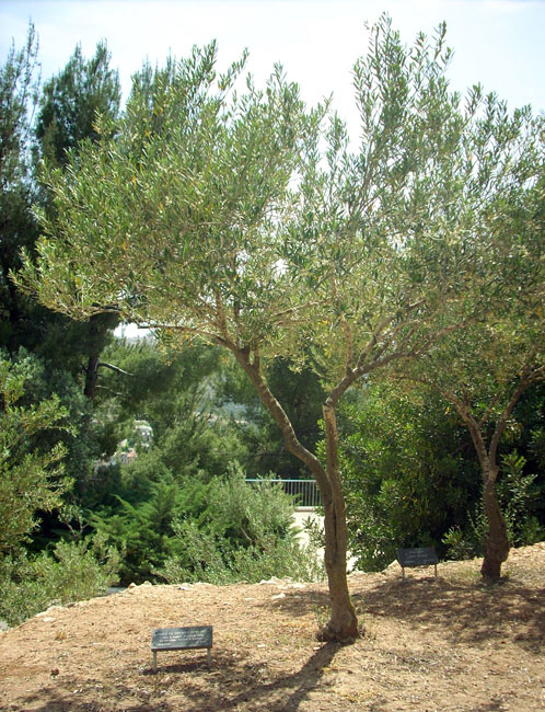 L'arbre planté en l'honneur de la famille Puchalski. Yad Vashem, 2013