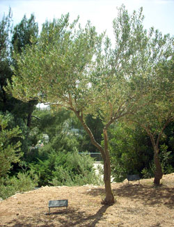 The tree planted in honor of the Puchalski family. Yad Vashem, 2013
