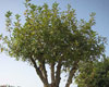 Árbol plantado
en Yad Vashem, en honor al movimiento clandestino danés.