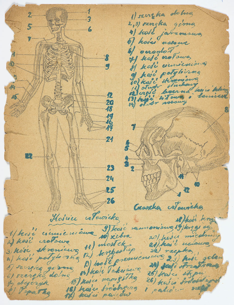 Рисунки, скопированные из учебника по анатомии Кубой (Джеком) Ягедом, в тайном укрытии, где он прятался в годы Холокоста